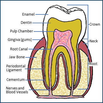 anatomy of tooth