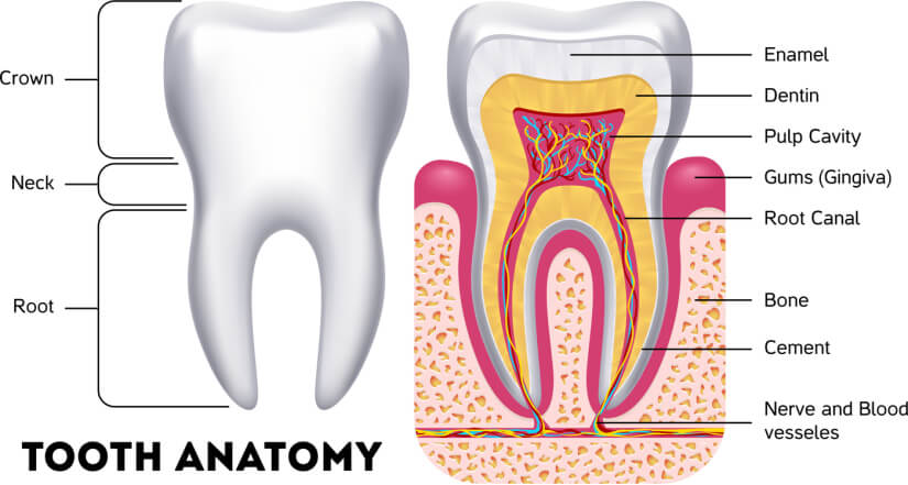 anatomy of tooth